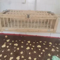 قفس برای رها کردن کبوتر