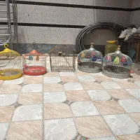 قفس  پرنده