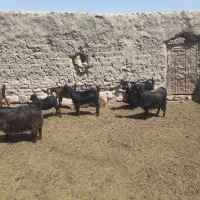 فروش گوسفند