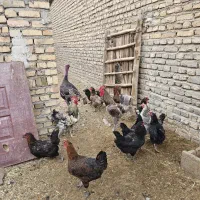 تخم مرغ نطفه دار جوجه