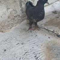 کبوتر باخت رفته سلطان اباد