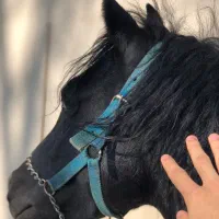 اسب مشکی سواری