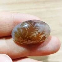 شجر قائن گل زرد