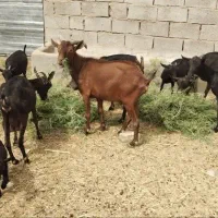 بر مورسیا اسپانیایی
