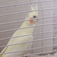 عروس هلندی ماده