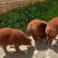 میش و بره