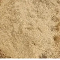 کاه گندم