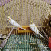 عروس پاریس