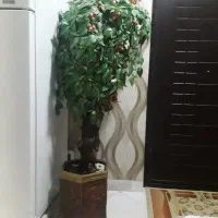 درختچه گیلاس با چوب موی انگور
