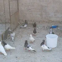 پرنده کبوتر