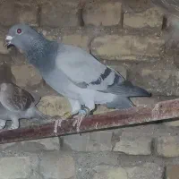 کبوتر