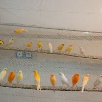 قناری موزاییکی
