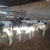 10راس گوساله نر قطع شیر