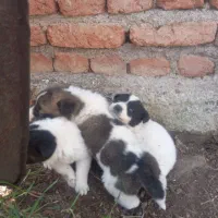 توله سگ خوشگل