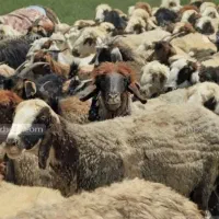 سـفارش آنـلاین گوسفـنده زنده