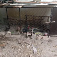 قفس پرنده و جوجه