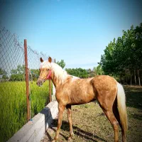 فروش 2 راس اسب نریان و مادیان