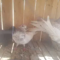 حراج کفتر کبوتر