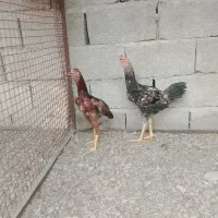 یک عدد ماکیان  همراه با  دوتا جوجه