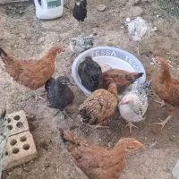 جوجه3 ماهه و 4 ماهه