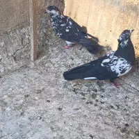 کفتر نرو ماده جفت جوجه داده دهن خورده