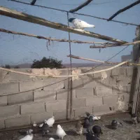 کبوتر پرشی صید شده