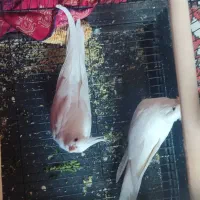 عروس هلندی