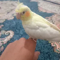 عروس هلندی