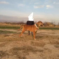 سگ فروشی