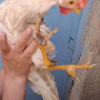 ۳تا خروس ۲تاجوجه
