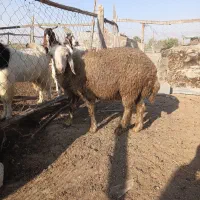 بره پرواری