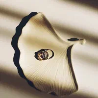 برگ جینگو