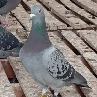 کبوتر