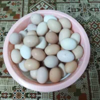 تخم مرغ محلی نطفه دار 20