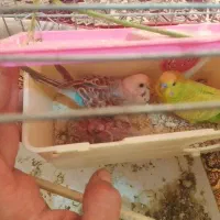 مرغ عشق جفت با تخم هاش