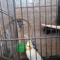 عروس هلندی نر و ماده