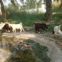7راس کهره نر به فروش می‌رسد  خریدار واقعی تماس