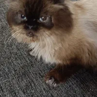 گربه حمایتی