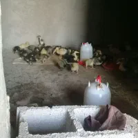 اوردک مرغابی