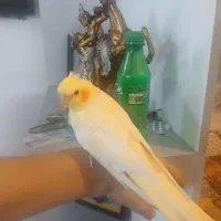 پرنده