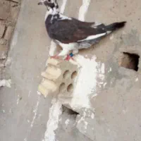 چند عدد کبوتر