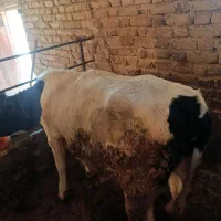 گوساله ماده هلشتاین
