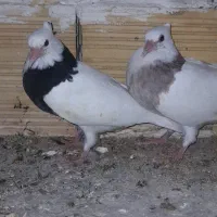 کبوتر