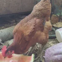 مرغ تخمگذار