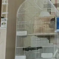 طوطی برزیلی بالغ