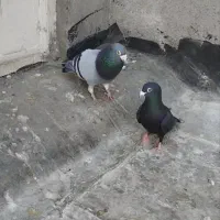 کفتر کبوتر جفتگاه به ضمانت