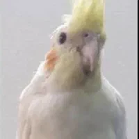 عروس هلندی گمشده