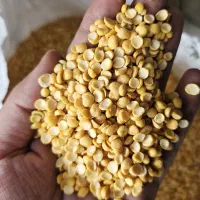 لپه ریز آذرشهر
