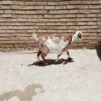 دوتا بزغاله پاکستانی اصل