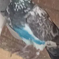 کبوتر معاوضه